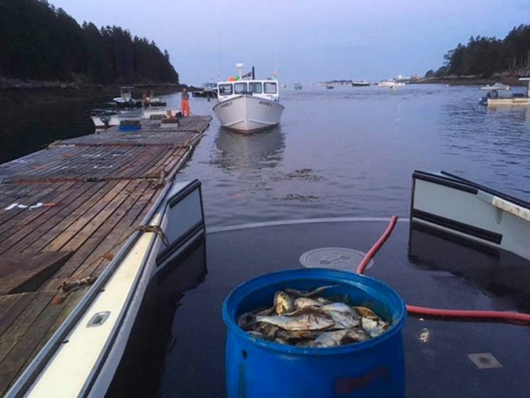 Someone's going to have to fill the lobster traps with those fish, and it'll be Kenneth Chutchian, below, who has that humble duty – and more – aboard the Island Lady.