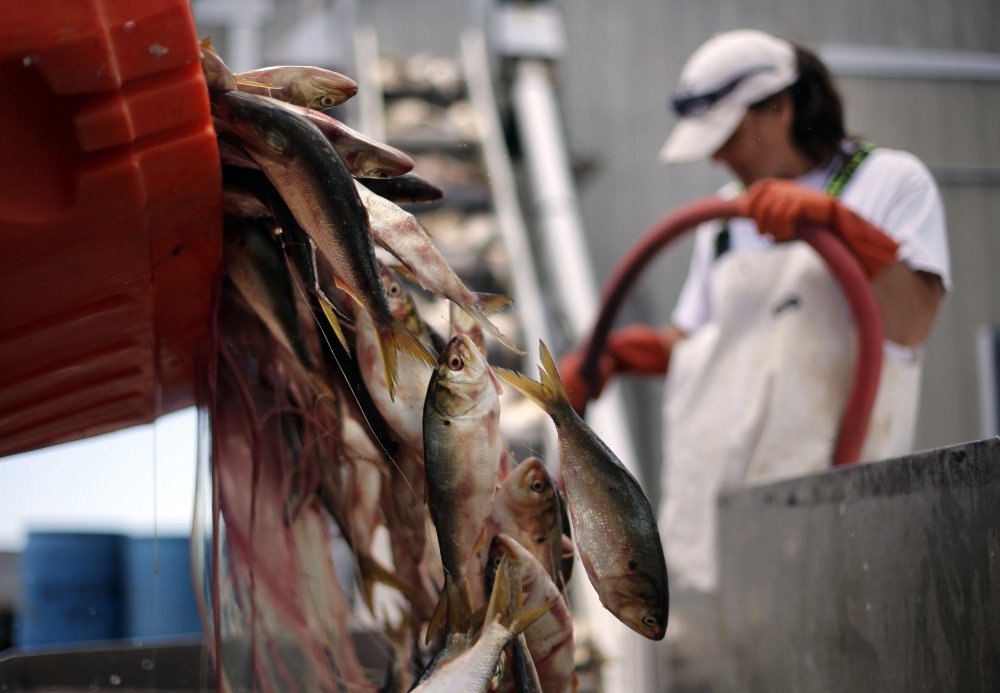 A load of menhaden is dumped onto a conveyer belt to be salted and packaged for lobster bait in Port Clyde. Menhaden, also known as pogies, could be certified for the first time by the Marine Stewardship Council.