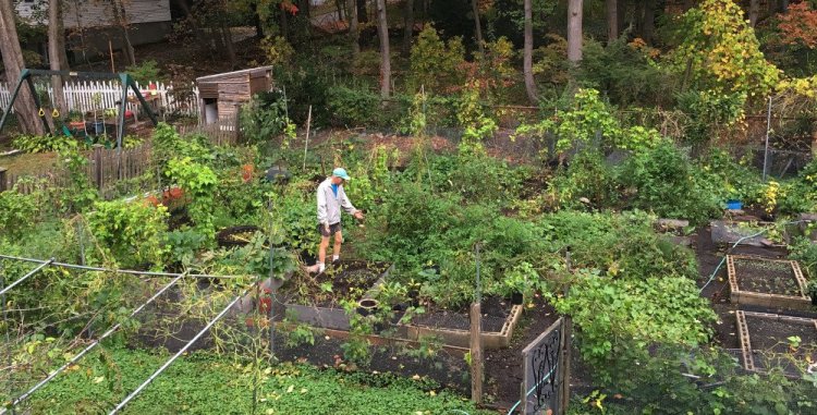 Margaret Primack took this photo on Oct. 24. It shows her husband, Richard, in their home garden in Boston, still growing and productive. Richard, a Boston University biology professor, says in New England, many trees aren't changing colors as vibrantly as they normally do or used to because some take cues for when to turn from temperature.