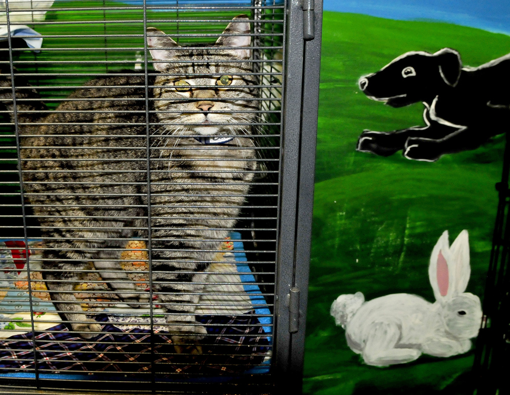 A cat available for adoption looks out from a cage at the Humane Society Waterville Area shelter on Monday. The shelter has re-opened after recovering from an outbreak of distemper that killed approximately three dozen cats.