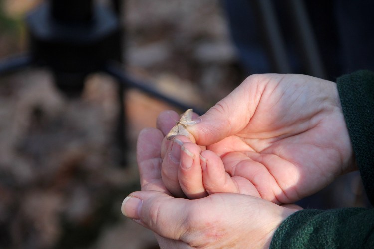 Male winter moths, like this one photographed Wednesday in South Portland, are most noticeable because they fly, but the near-wingless female moths do the real damage to trees.