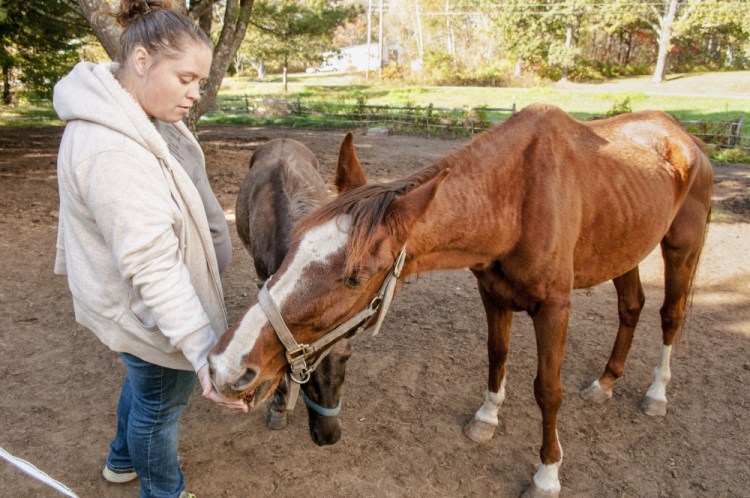 Kelsey Radley feeds an apple to her horse Zin on Oct. 13 in Pittston while Pocket the mule, center, waits for an apple.