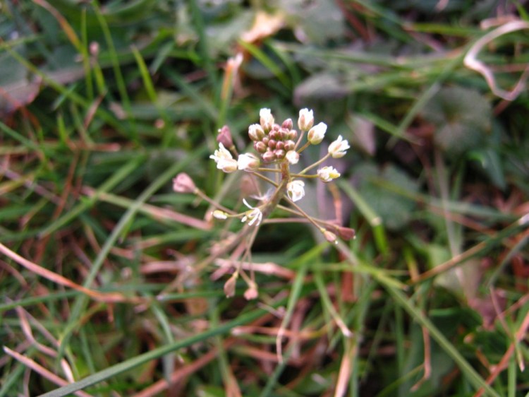 Shepherd's purse in late November.