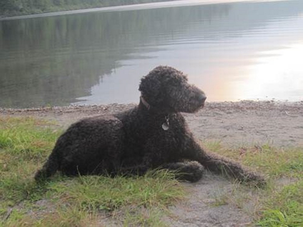 Susan MacKenzie said her and Michael Donihue's dog woke them early in the morning when smoke started to fill the room they were sleeping in. "As for our 8-year old dog, Wellington, who is an Airedale and standard poodle mix, he won our hearts at 8 weeks, and now we owe him our lives," MacKenzie said.