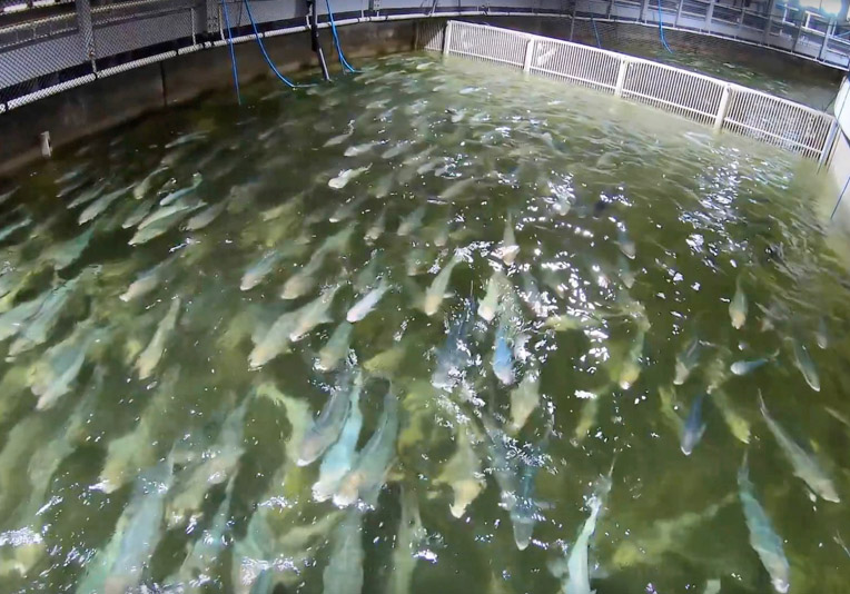 Two cross-laminated timber makers, North Carolina-based LignaCLT and SmartLam, of Montana, are moving ahead with operations in Maine, and Nordic Aquafarms, based in Norway, wants to build a salmon farm here.