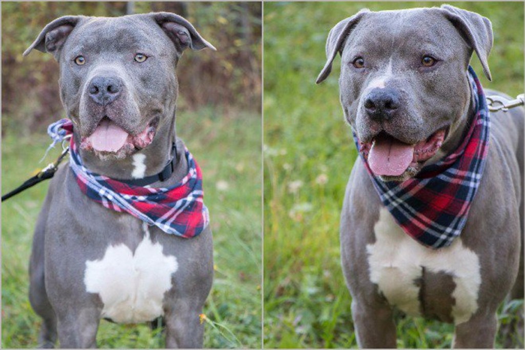 Kole, left, and Bentley, two pit bulls owned by Danielle Jones and Brandon Ross, were ordered to be put to death by the state's courts. Jones says both dogs got loose while on a walk with her on Oct. 24, 2017, minutes after the state supreme court upheld an euthanasia order against the dangerous pit bulls.