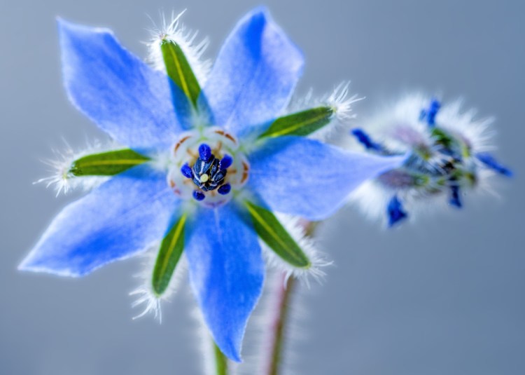 Blue borage