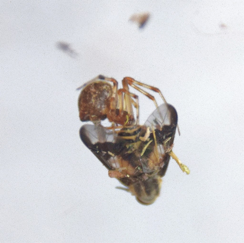 A common house spider prepares to eat a deer fly, helping control a pest that is nonetheless important to Troy's ecological health.