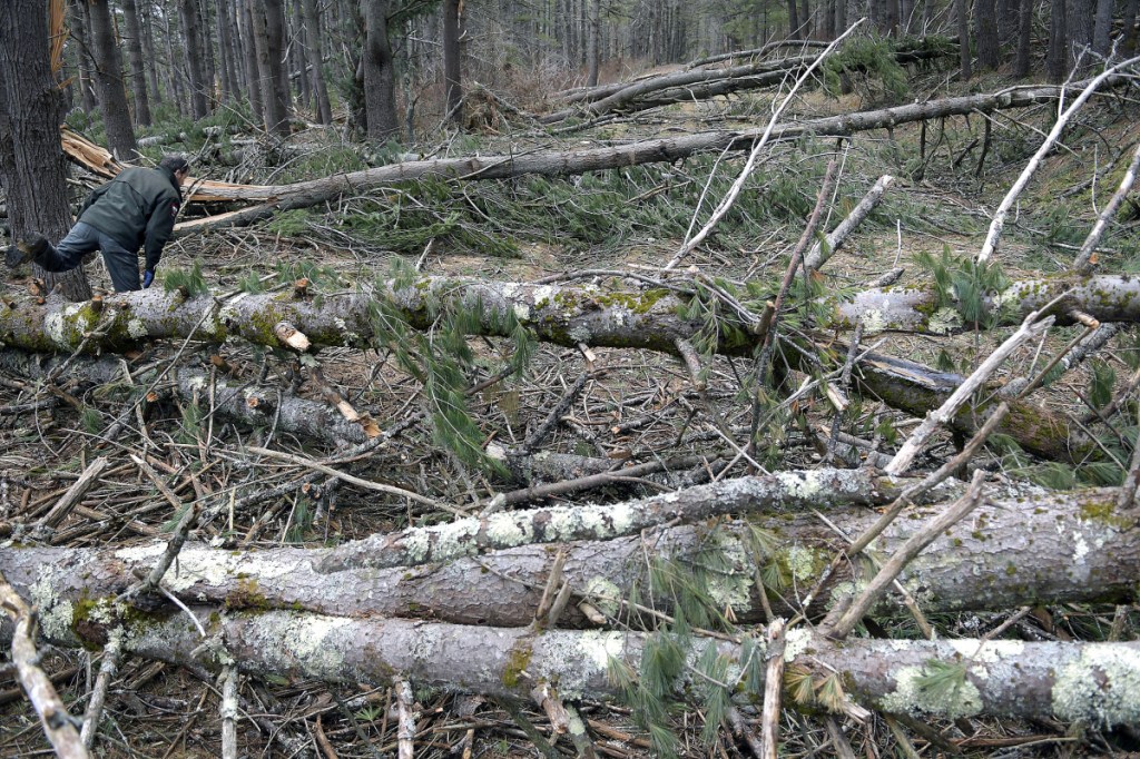 Department of Inland Fisheries & Wildlife biologist John Pratte crosses a blow-down Wednesday on Swan Island, in the Kennebec River near Richmond. Several acres of trees were knocked over on the island during a windstorm in 2017 that has compelled Inland Fisheries & Wildlife, the agency that oversees the wildlife refuge, to initiate a salvage operation to remove the downed trees. Pratte, a wildlife biologist, oversees the island.