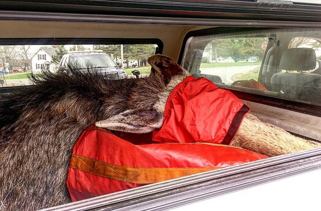 A warden service biologist tranquilized this moose who was wandering near the interstate and was determined to be a public safety hazard. Its eyes were covered with a tarp and it was transported to a safe location.
