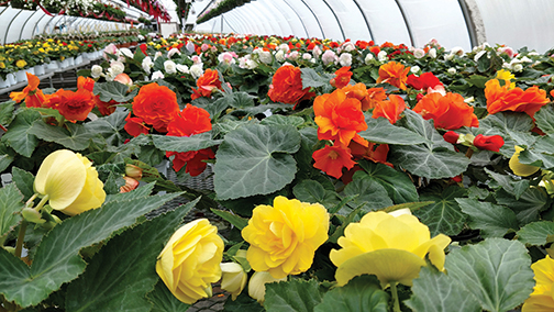 Begonias make beautiful windowboxes and pot plantings. Photo courtesy of Will Longfellow, Longfellow’s Greenhouses