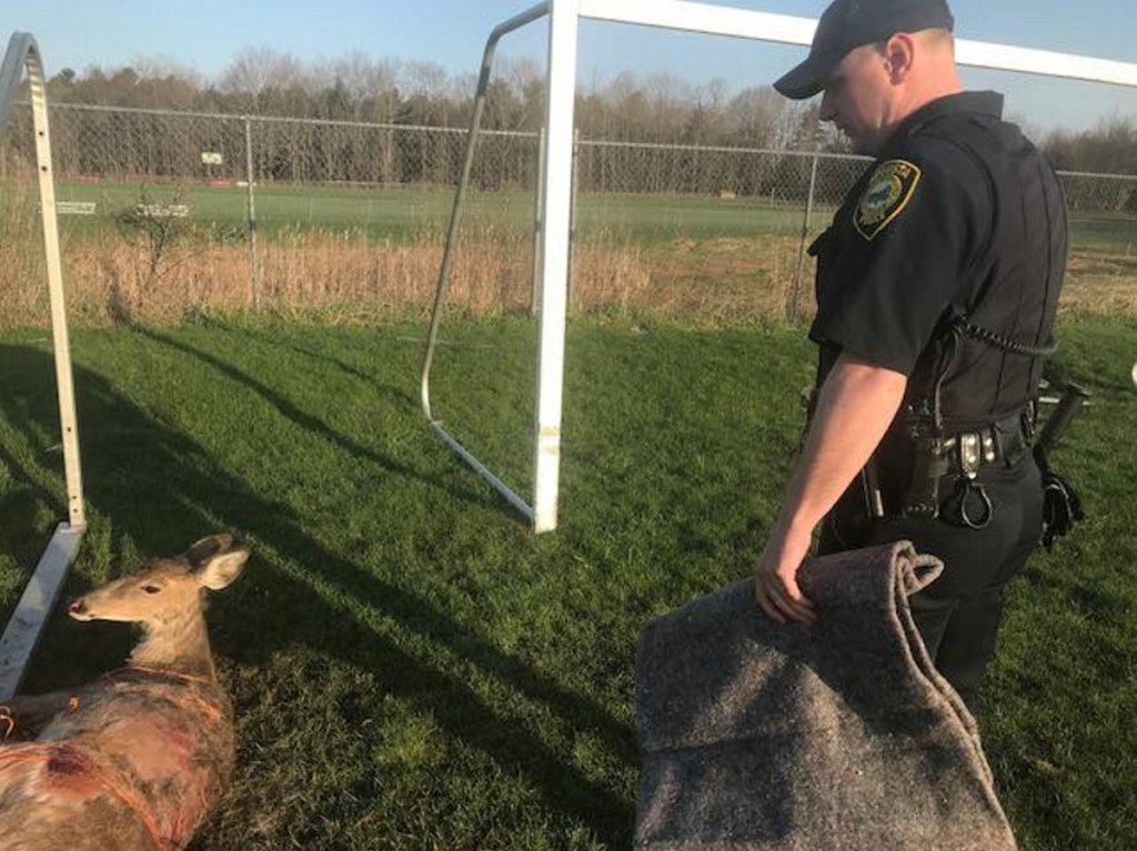 A deer was caught in a soccer goal net and freed by Augusta police Thursday morning.