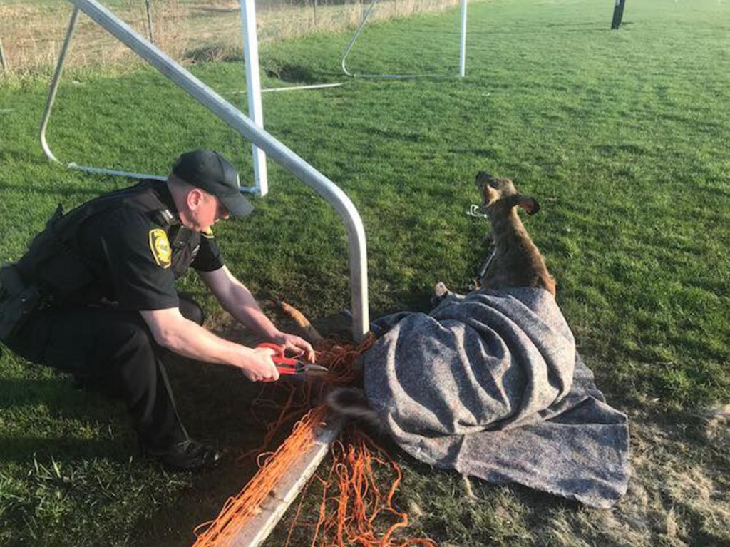 A deer was caught in a soccer goal net and freed by Augusta police Thursday morning.