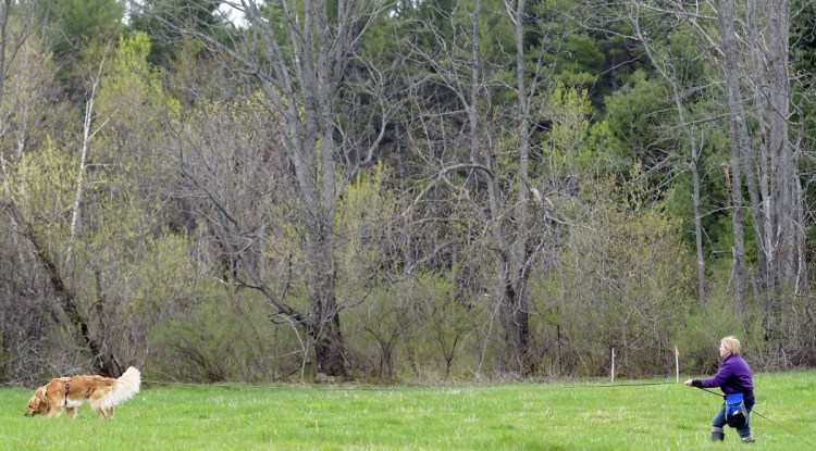 Otterbrook's Bryce, a golden retriever, leads Judith Herman, of Gardiner, on Sunday on a track at Vile's Arboretum in Augusta. Members of the Tracking Club of Maine held a trial, sanctioned by the American Kennel Club, to test their canines in following human scent at the arboretum.