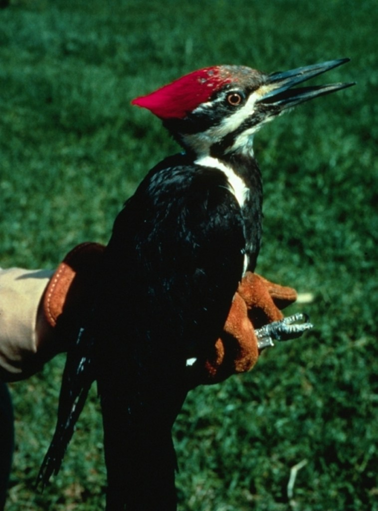 A pileated woodpecker.