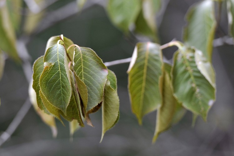 Dry leaves on a Nannyberry tree in Saco last August. Three years of dry conditions in May does not make this the new normal, climate scientist Sean Berkel says.