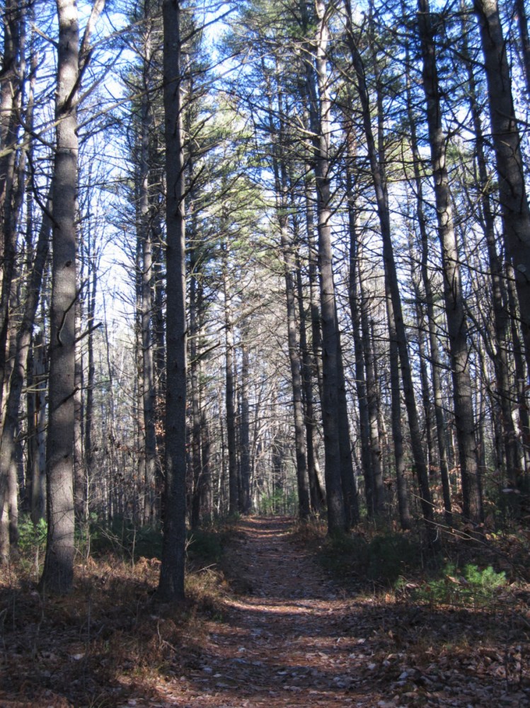 For a small donation, you can experience forest bathing, a guided walk and meditation, in Brunswick.