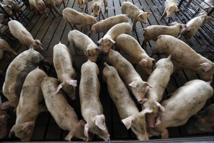 Hogs owned by Smithfield Foods mill about at a Farmville, N.C., farm. Many lawsuits seek to force Smithfield to modify its methods to curb smells, noise, and flies.