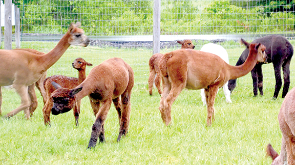 Alpacas in the yard at Northern Solstice Alpaca Farm on Crosby Brook Rd., Unity.  Susan Varney photos

 