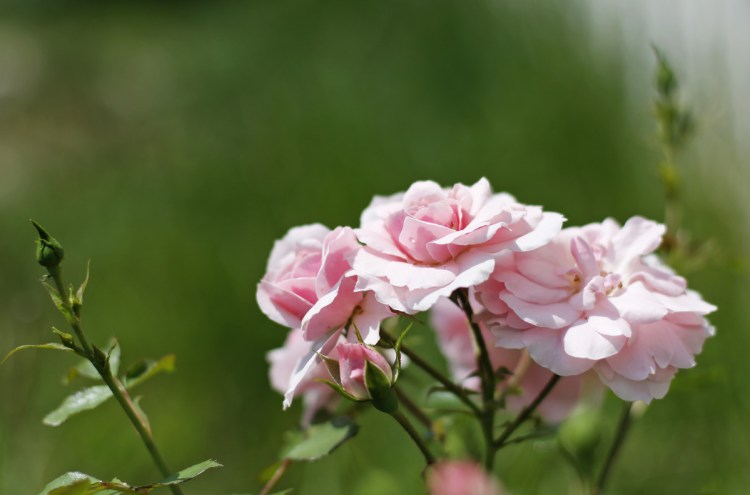 Roses bloom in Peggy Grodinsky's yard.