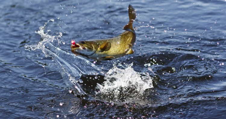 Though smallmouth bass can tolerate rougher handling than some species – such as salmon and brook trout – they shouldn't be left out of the water too long before being released.