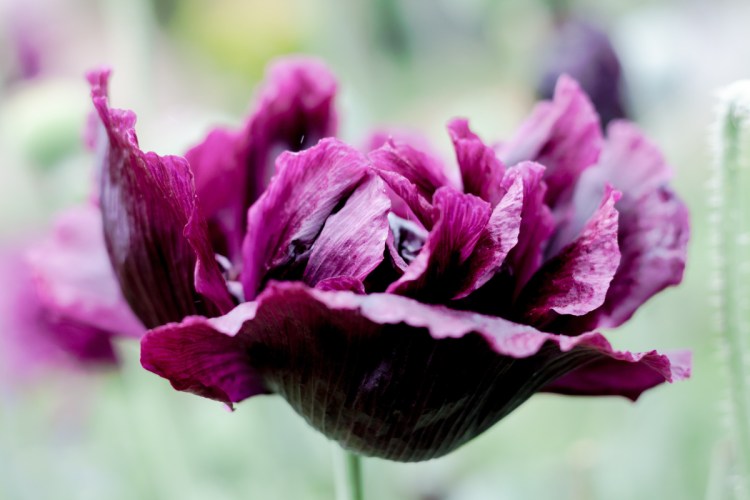 A "Black Peony" poppy in bloom – alas not (yet) in the Maine Gardener's garden.