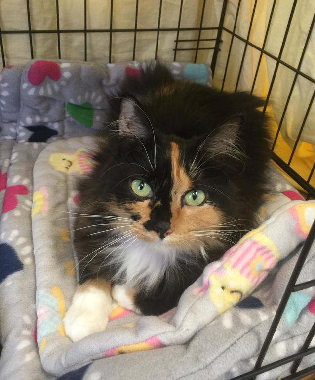 Lucy the stowaway cat should be headed home to South Carolina by the end of the week where her owners are anxiously waiting to be reunited.