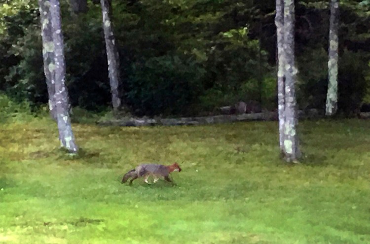 The fox believed to be the one that bit three people along Moody Road in Brunswick walks through the yard of Alex Hallett at 119 Moody Road late Friday afternoon. Hallett took the photo from a second-floor window of his house.