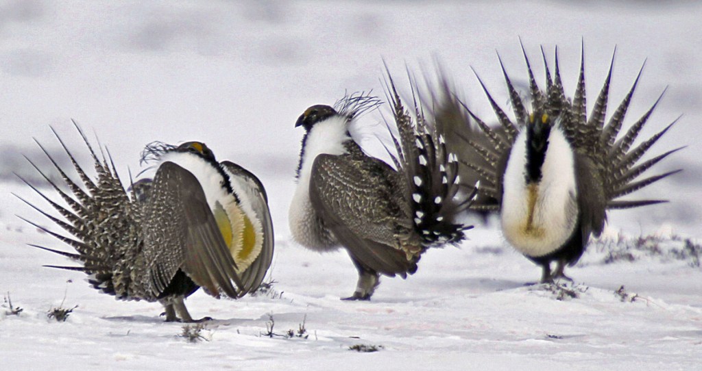 Sage grouse males perform mating rituals on a frozen lake near Walden, Colo, in 2013. They were once millions of the birds across the U.S. West, but development has cut that number to 200,000 to 500,000, scientists say.
FILE - In this April 20, 2013 file photo, male greater sage grouse perform mating rituals for a female grouse, not pictured, on a lake outside Walden, Colo. Some Western governors say a new Trump administration directive threatens to undermine a hard-won compromise aimed at saving a beleaguered bird scattered across their region. The directive, issued in late July 2018, severely limits a type of land swap involving federal property. Critics say that eliminates an important tool for saving habitat for the shrinking population of greater sage grouse. (Associated Press/David Zalubowski, File)