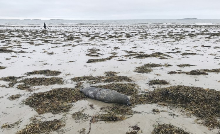 A dead seal lies on the shore at Bayview Beach in Saco on Aug. 12.