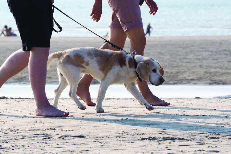 Saco city councilors are weighing an ordinance that would mandate leashes at all times from April 1 through Sept. 30.