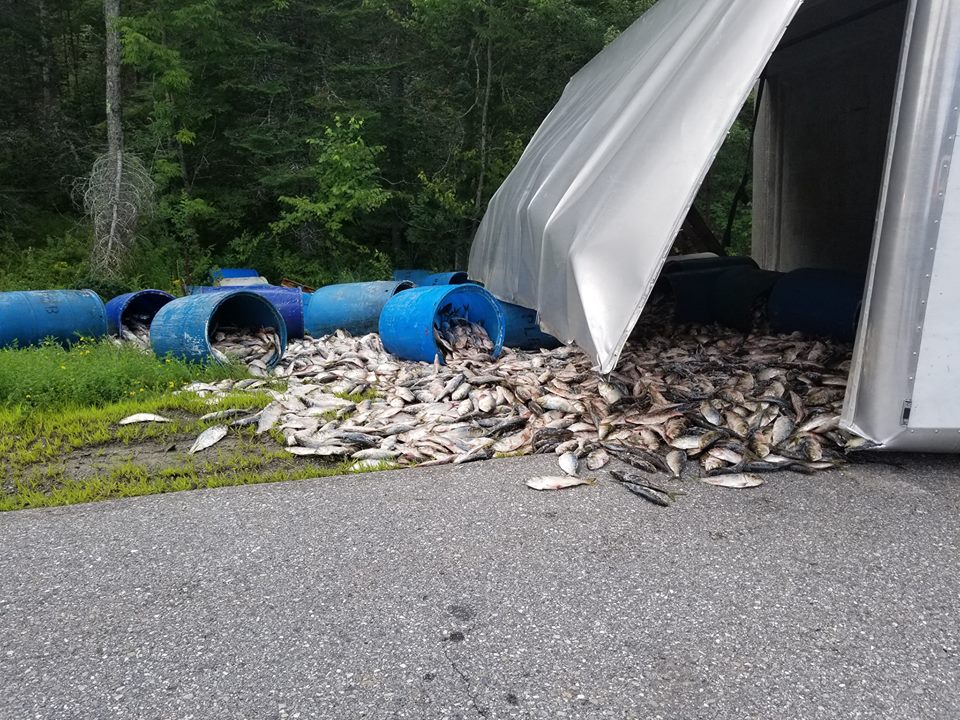 Traffic was disrupted on Route 1 in Newcastle on Thursday when a bait truck overturned and dumped it load.