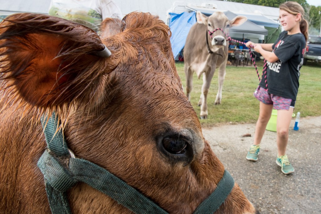 Samantha Davis, 10, of New Sharon, tries to coax her Brown Swiss cow Zada into the stall to be washed Sunday afternoon at the Farmington Fair.