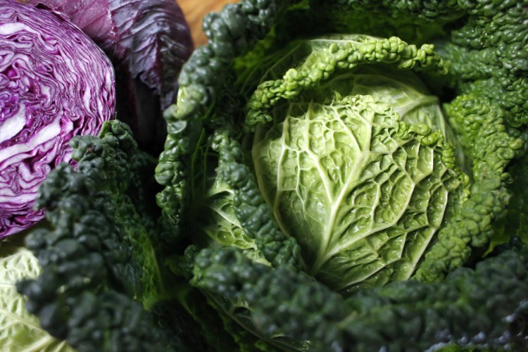 Maine-grown cabbages.