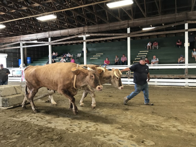 Matt Gagne, of Sidney, directs two steers, named Brindal and Pete, pulling a weighted load Friday through a course at the Litchfield Fair.