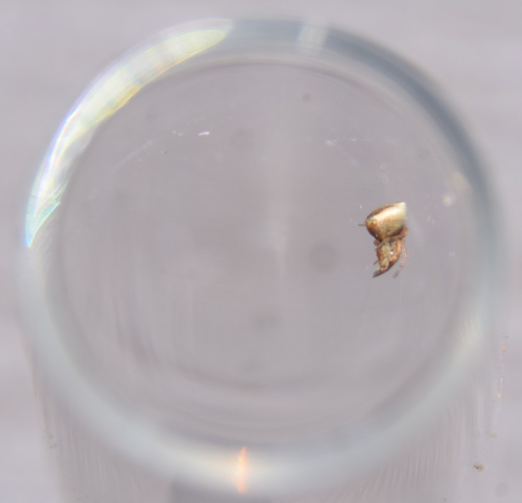 A dewdrop spider (Neospintharus trigonum) rests captive in a vial in Troy. Dewdrop spiders steal prey from other spiders' webs by tricking them with deceptive silk vibrations. Sometimes they even eat the duped spider.