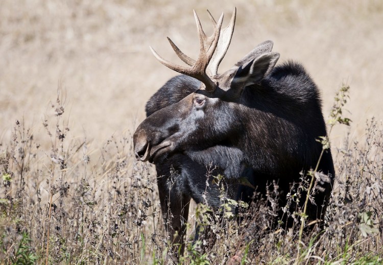 This moose was photographed in Wisconsin in 2016. A Canadian man has been sentenced for importing illegally harvested moose antlers into the United States through Maine.