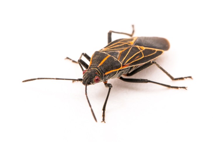 Boxelder bug