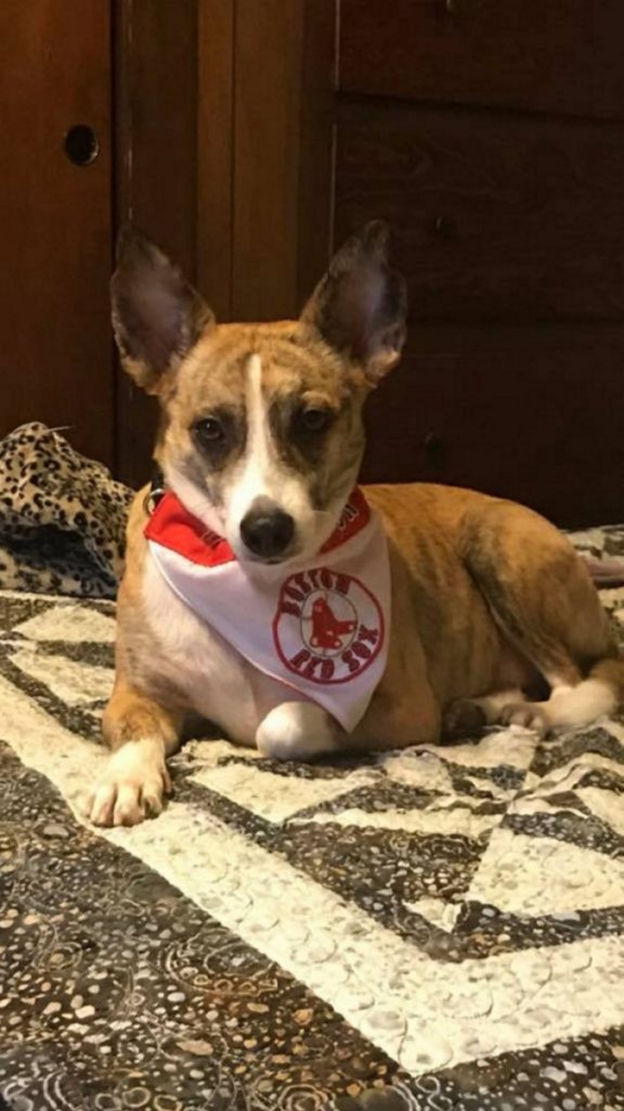 Scout, a 4-year-old terrier mix belonging to Judy Maheu, ran off during a car crash Wednesday on Interstate 95 in Waterville. Maheu said she was using a turn-around break in the median strip to turn around. Another vehicle hit hers when she hit the brakes.