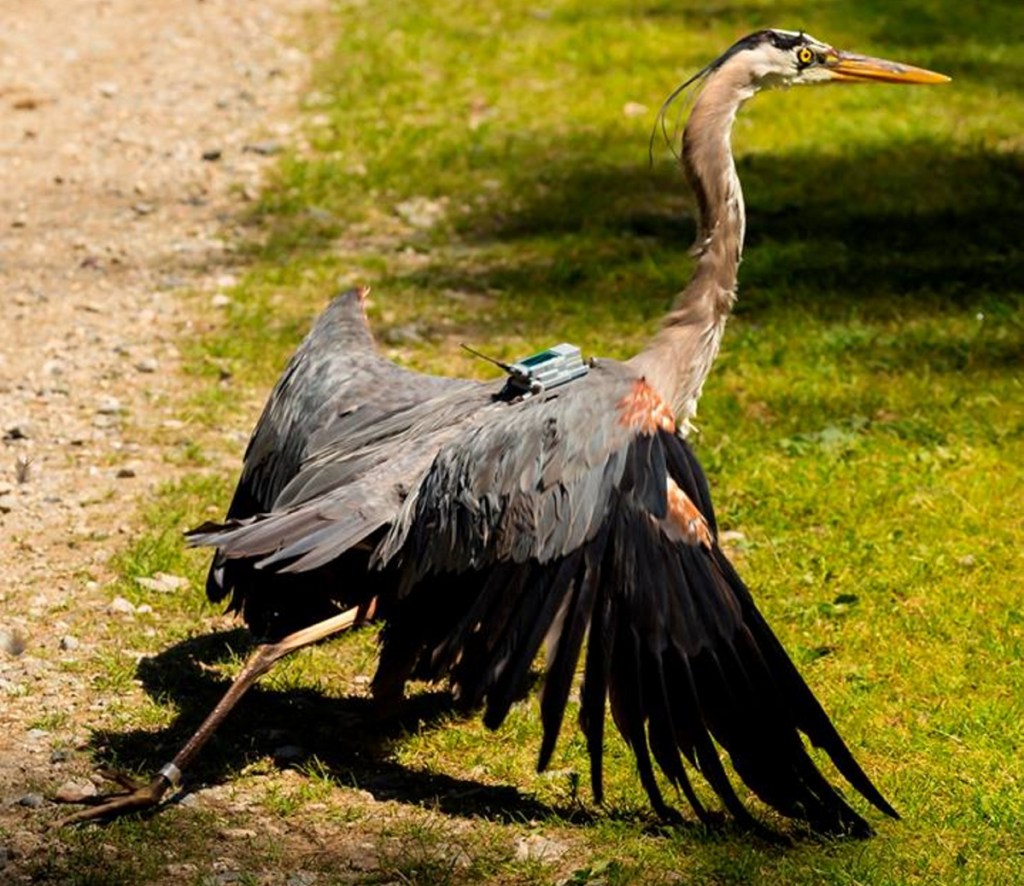 A tracking project recently identified one heron that just returned to Haiti for the third year in a row.