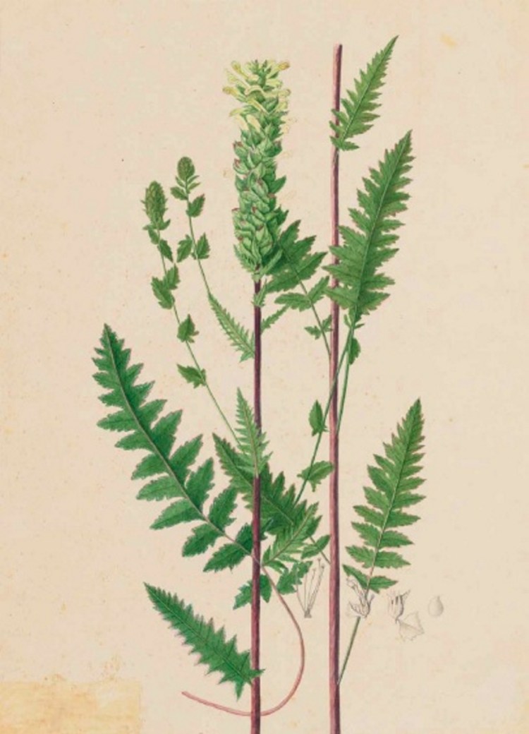 One of the more than 1,000 paintings by Kate Furbish of Maine flora, work she did over four decades, from "Plants and Flowers of Maine: Kate Furbish's Watercolors."