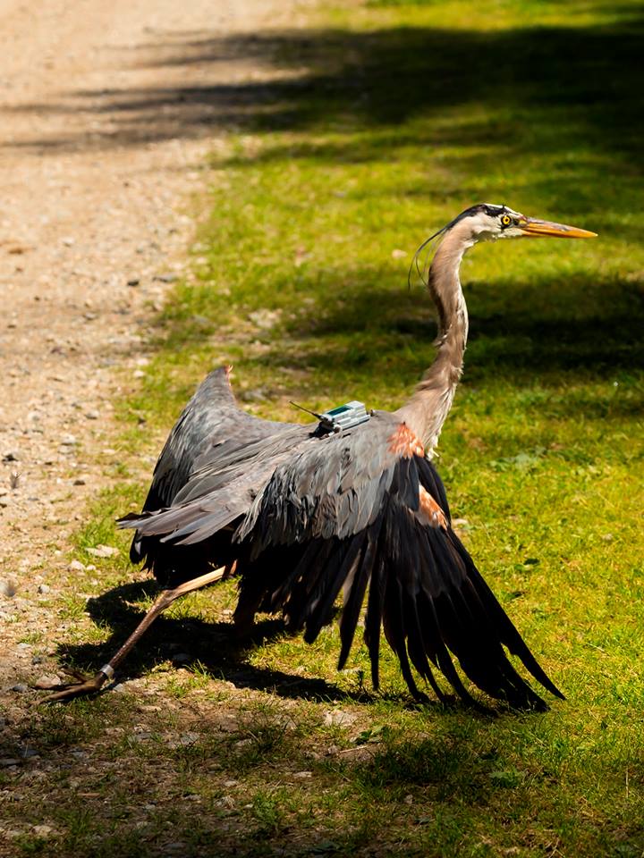 The Maine Department of Inland Fisheries and Wildlife is using solar-powered GPS transmitters to track the migration of great blue herons.