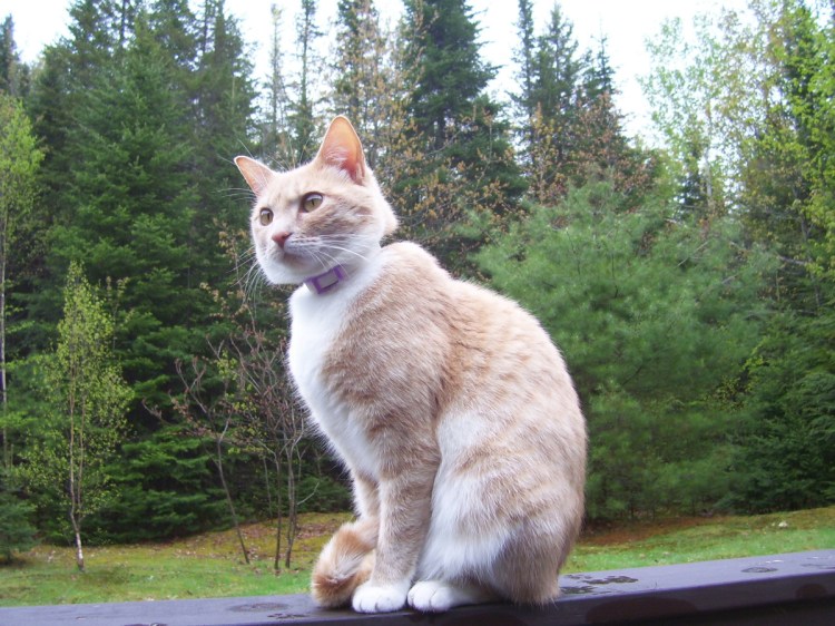 Mojo at the height of her powers.