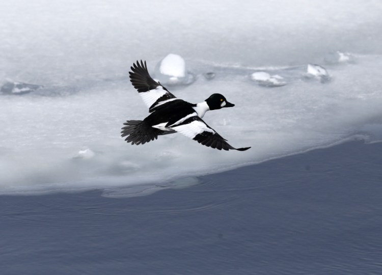 A Common Goldeneye duck flies over an open ferry channel on Lake Champlain in Essex, N.Y. Goldeneyes dive for food, and are more common in deeper waterbodies and waterways. Because their wings are smaller compared to body mass, they must skitter across the surface to build up speed before they can take off at a steep angle. 