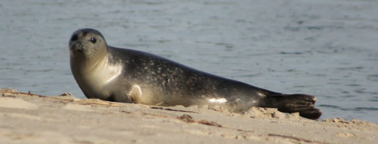 Martha Huestis of Kennebunkport used a telephoto lens to get this  shot on Parsons Beach in Kennebunk before the seal went back into the water, perhaps to get away from curious onlookers in February 2018..