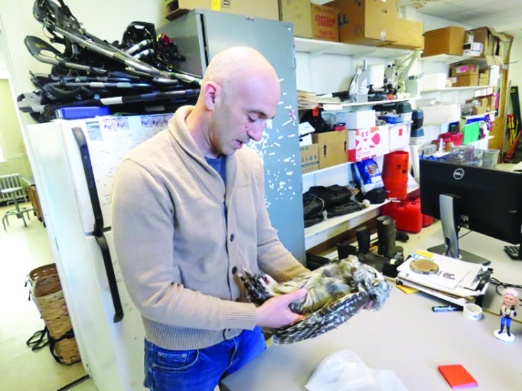 Associate Professor Noah Perlut of the University of New England handles an owl that was donated to the school’s Department of Environmental Studies. 