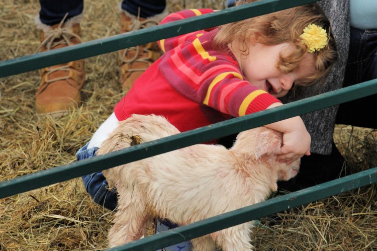 Brynn Daisy Williams welcomes a newborn goat at last year’s ShineOnCass Animal Baby Shower & Egg Hunt at Hart-to-Hart Farm in Albion. The third annual event is scheduled from 2 to 4 p.m.  Sunday, May 5, and features visits and photo-taking with newborn animal babies, an egg hunt, farm games and crafts.