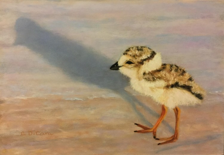 "Plover Shadow" by Cheryl DiCara.