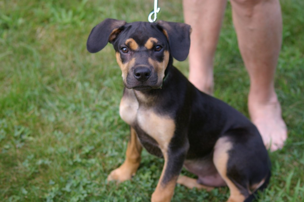 Mozart, the puppy who was lost then found.