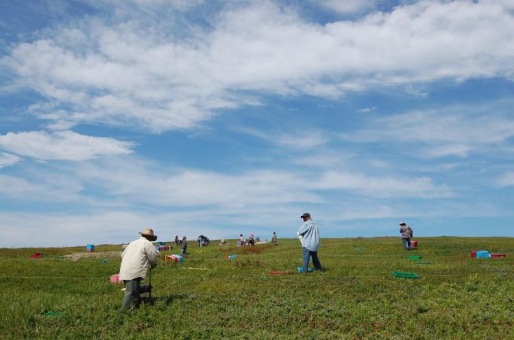 Harvesters in a blueberry field in Down East Maine.